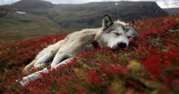 Το θαύμα της Φύσης: Πως οι λύκοι μεταμορφώνουν το περιβάλλον (Βίντεο)