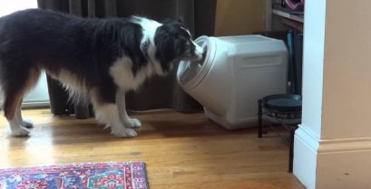 Σκύλος ανοίγει το δοχείο ασφαλείας που περιέχει την τροφή του (Βίντεο)
