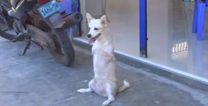 Ο σκύλος καγκουρό (Βίντεο)