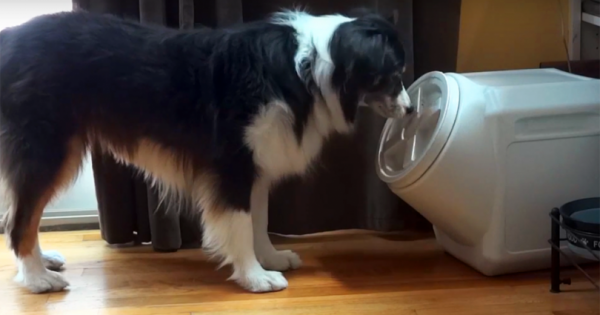 Αγόρασε ένα δοχείο για τη σκυλοτροφή που να μην μπορεί να ανοίξει ο σκύλος του. Δείτε όμως τι έπιασε η κρυφή κάμερα… (Βίντεο)