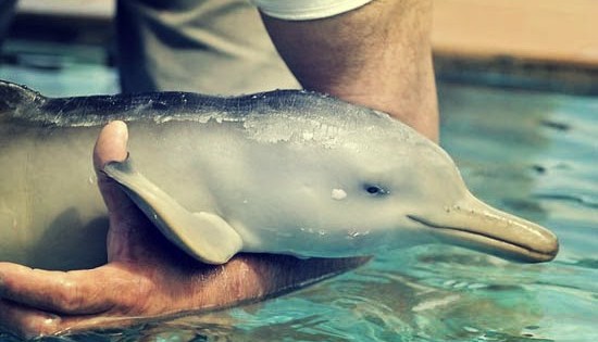 Ψαράδες σώζουν μικρό δελφίνι και εκείνο τους ευχαριστεί (video)
