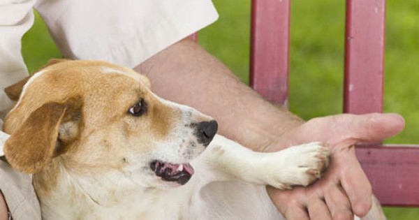 Εσύ καλύπτεις τις… προσωπικές ανάγκες του σκύλου σου;