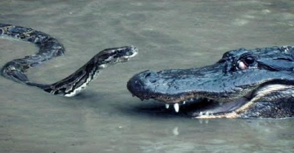 Ένας πύθωνας επιτέθηκε σε έναν αλιγάτορα σε μια μάχη με ξεκάθαρο φαβορί. (Βίντεο)