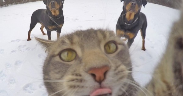 Στοίχημα ότι αυτή η γάτα βγάζει καλύτερες selfies από εσάς! (Εικόνες)