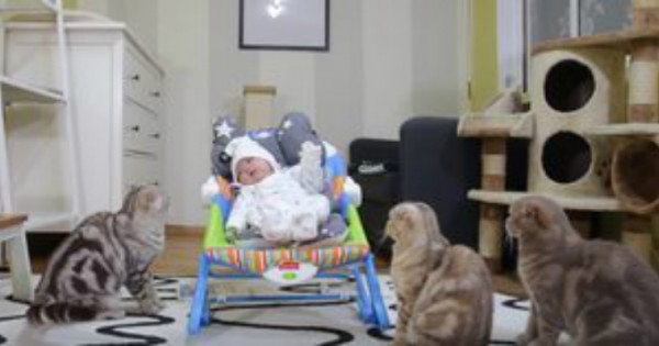 Ετοιμαστείτε για πολύ γέλιο: 5 γάτες συναντούν για πρώτη φορά τα μωρά των ιδιοκτητών τους! (Βίντεο)