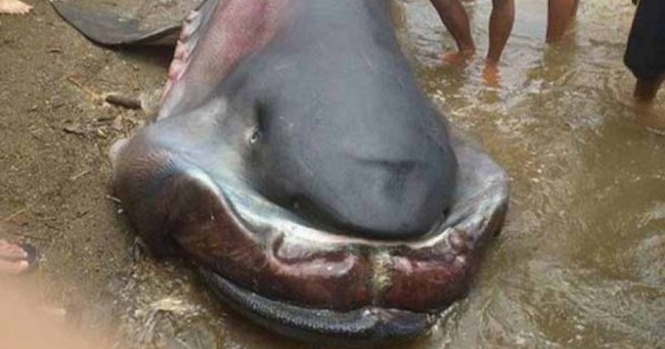 Καρχαρίας Megamouth: Ένα σπάνιο και τρομακτικό είδος! (φωτό)