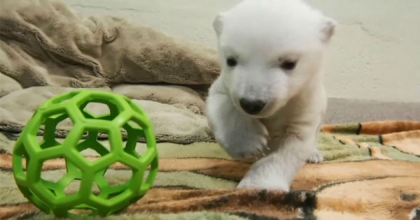 Αξιολάτρευτο νεογέννητο πολικό αρκουδάκι κάνει τα πρώτα του βήματα (βίντεο)
