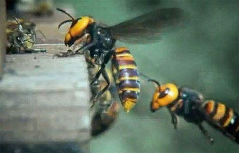 30 “Σφήκες της Κολάσεως” κατασπαράζουν 30.000 μέλισσες! (Βίντεο)