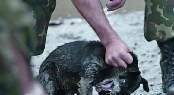 Φρίκη και οργή! Ιδιοκτήτης καταφυγίου αδέσποτων έριχνε καυστικό οξύ σε υποσιτισμένα σκυλιά και τα έθαβε