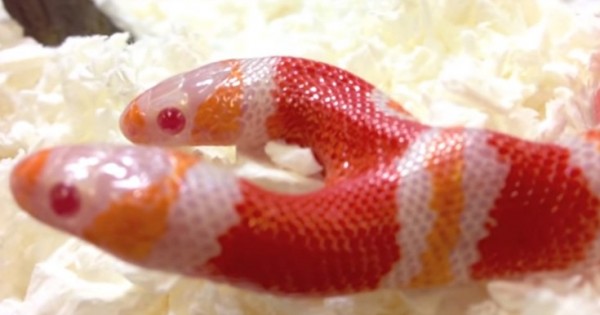 Το φίδι με τα δύο κεφάλια που τσακώνεται με τον εαυτό του για το φαγητό! (Βίντεο)