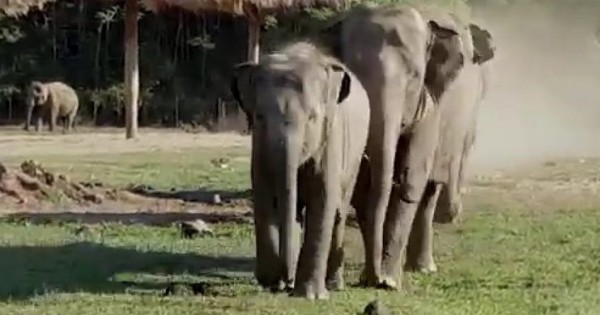 Κάθε πρωί ένα μωρό ελέφαντας τρέχει να υποδεχθεί αυτόν τον άντρα. Αυτή είναι αγάπη! (Βίντεο)