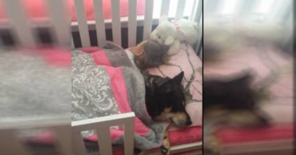 Έψαχνε το σκύλο μέσα και έξω από το σπίτι και εκείνος κοιμόταν στην κούνια μαζί με το μωρό! [βίντεο]
