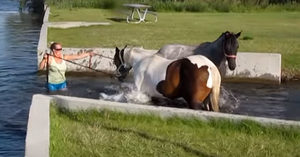 Πολύ όμορφη στιγμή: Άλογα παίζουν για πρώτη φορά με το νερό… (Βίντεο)