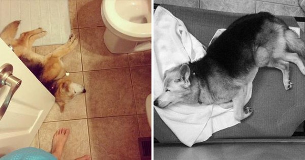 Αποχαιρέτησε τον σκύλο της με ένα συγκινητικό φωτογραφικό αφιέρωμα (Εικόνες)