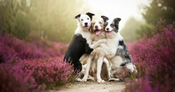 24 Χαρούμενοι Σκύλοι που θα σας Φτιάξουν τη Διάθεση! (Εικόνες)