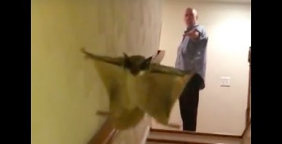 Ένας ιπτάμενος σκίουρος εν δράσει (Βίντεο)
