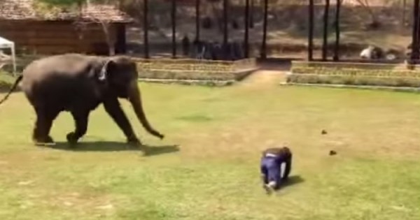Αυτό που κάνει ο συγκεκριμένος ελέφαντας θα σας αφήσει άφωνους! (Βίντεο)