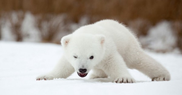 Ό,τι πιο γλυκό έχετε δει σήμερα: 13 μωρά πολικές αρκούδες (Εικόνες)