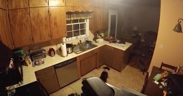 Όταν οι γονείς έφυγαν από το σπίτι, 30 δευτερόλεπτα αργότερα, ο σκύλος έδωσε ΡΕΣΙΤΑΛ! (Βίντεο)