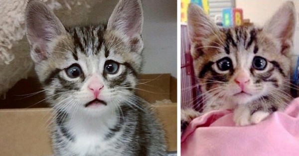 Το γατάκι που γεννήθηκε με τα συνεχώς ανήσυχα μάτια. (Εικόνες)