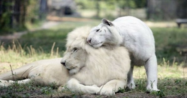 Όταν ένα άσπρο λιοντάρι και μια άσπρη τίγρης έκαναν μωρά το αποτέλεσμα ήταν εκπληκτικό