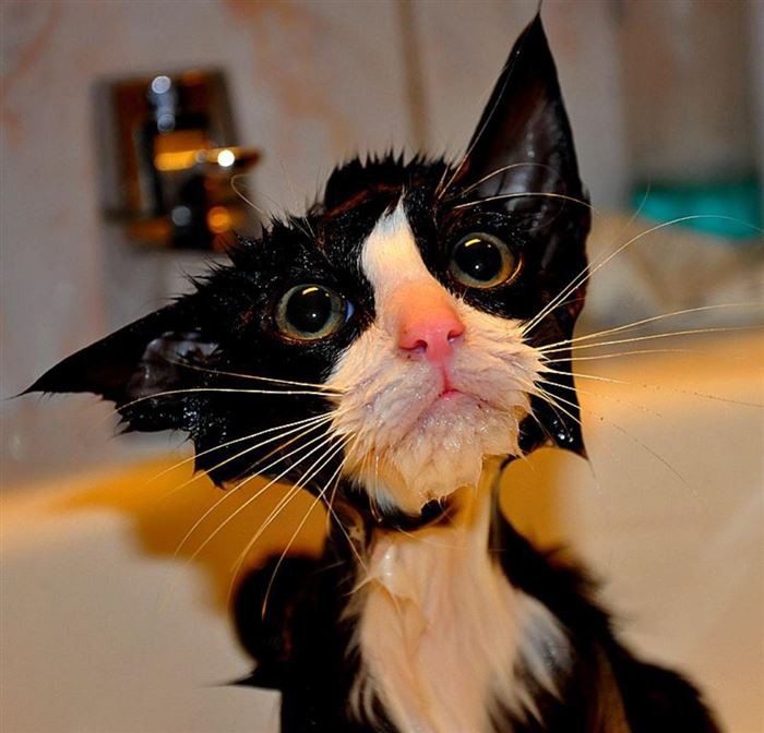 μπάνιο γάτες 