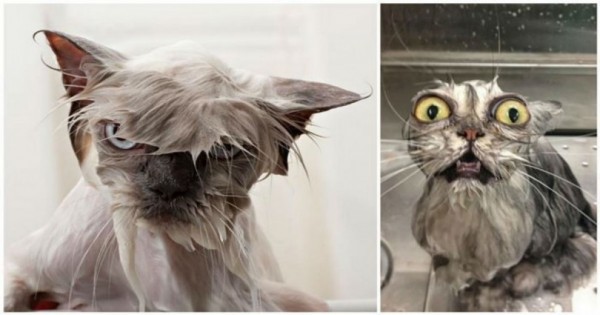 Τα έκαναν μούσκεμα: 15 αστείες εικόνες από γάτες που κάνουν μπάνιο!