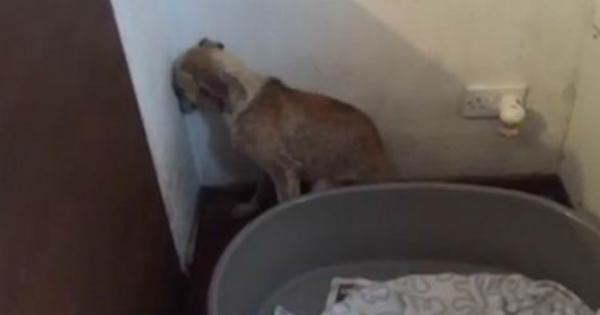 Βίντεο που ραγίζει καρδιές η κακοποιημένη σκυλίτσα που δεν τολμάει να κοιτάξει πουθενά