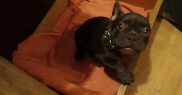 Αυτό το Γαλλικό Bulldog δεν θέλει να Κοιμηθεί και έχει ένα πολύ ισχυρό Επιχείρημα!