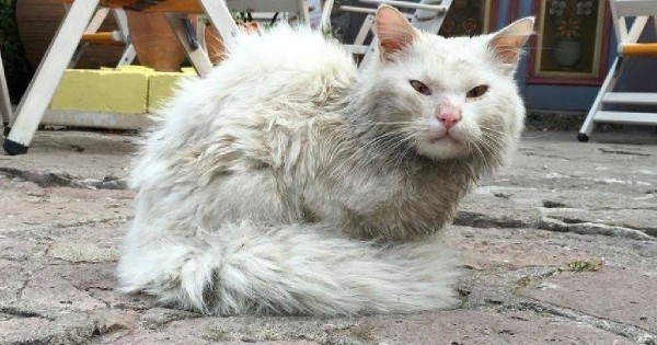 Κουνκούς: Η «Οδύσσεια» του γάτου πρόσφυγα που χάθηκε στη Λέσβο.