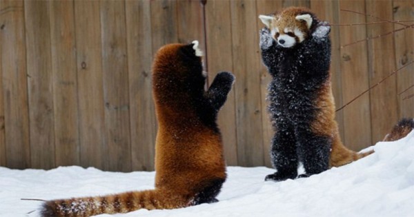 Θα σας κάνει να λιώσετε: Τα κόκκινα panda που έχουν ξετρελάνει το διαδίκτυο [Βίντεο]