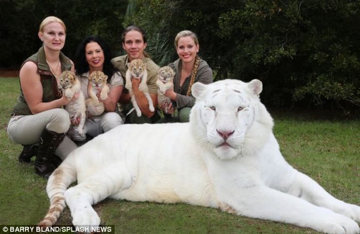 Τίγρης λιοντάρι Λευκό λιοντάρι λευκή τίγρης 