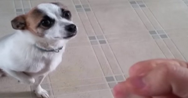 Βίντεο: Δείτε το σκύλο που ξέρει κουνγκ φου!