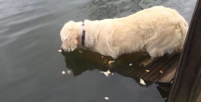 Βίντεο: Ο σκύλος πήγε για ψάρεμα
