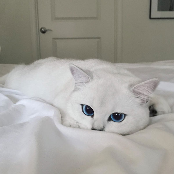μάτια Γάτα 