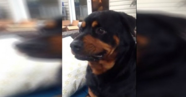 Ο σκύλος που γνωρίζει από υποκριτική – Δείτε  στο βίντεο πως αλλάζει μορφασμούς στο πρόσωπο του!