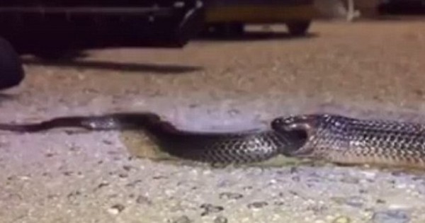 Φίδι-κανίβαλος καταβροχθίζει άλλο φίδι ολόκληρο