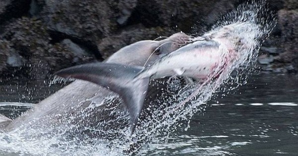 Μάχη μέχρι θανάτου: Θαλάσσιο λιοντάρι κατασπαράζει καρχαρία! (φωτογραφίες-βίντεο)