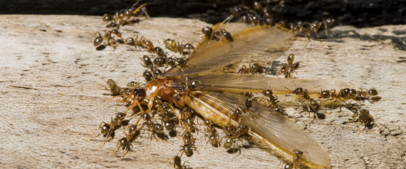 Ants Fighting Termites