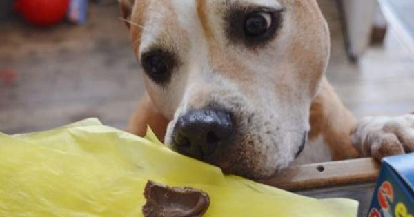 Γιατί απαγορεύεται να δώσετε σοκολάτα σε σκύλο