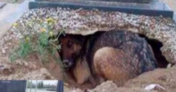 Συγκινητική ιστορία: Ο πιο πιστός σκύλος στον πλανήτη: Ζούσε σε λάκκο μέσα στο τάφο του αφεντικού του!