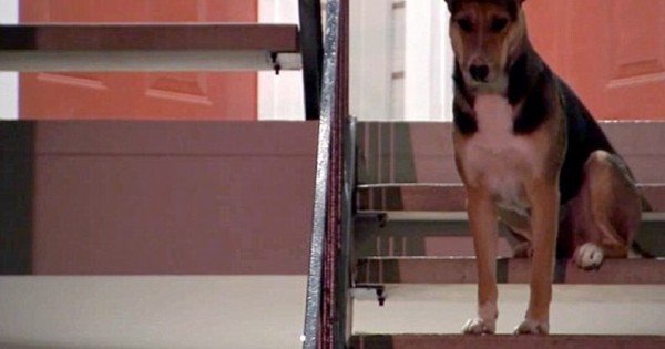 Θα σας κάνει να δακρύσετε: Ο πιστός σκύλος που περιμένει μάταια το δολοφονημένο αφεντικό του