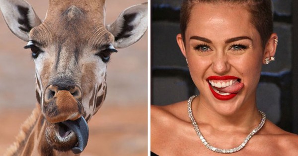 20 αξιολάτρετα ζώα και οι… διάσημοι σωσίες τους! (Εικόνες)