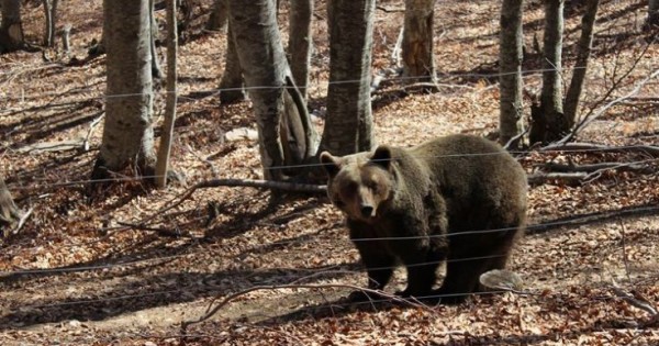 Ξύπνησαν οι αρκούδες στο καταφύγιο του Αρκτούρου (Εικόνες)