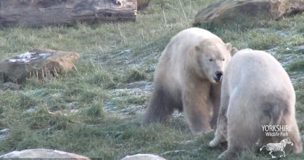 Τι συμβαίνει όταν 2 πολικές αρκούδες συναντιούνται για πρώτη φορά (Βίντεο)