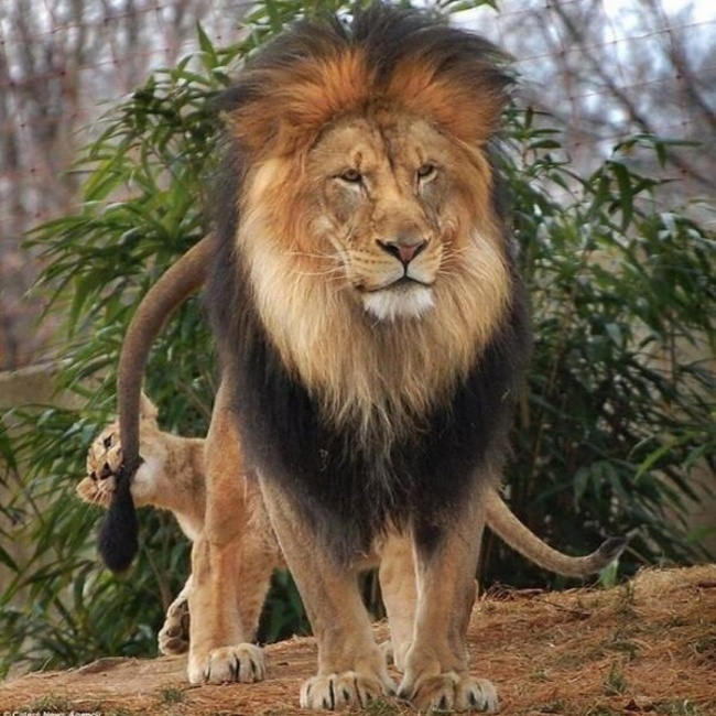 λιοντάρι 