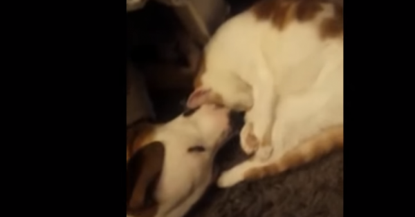 Αγάπες γατόσκυλων (Βίντεο)