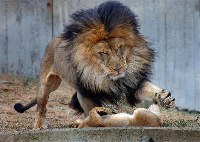 λιοντάρι 