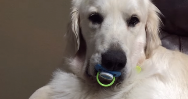 Αυτός ο σκύλος πήρε την πιπίλα του μωρού.Δείτε τι κάνει όταν προσπαθούν να του την πάρουν!! (Βίντεο)