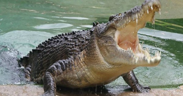 Τρόμος στο…νερό: Βρήκε στην πισίνα του κρυμμένο αλιγάτορα! – Δείτε το βίντεο